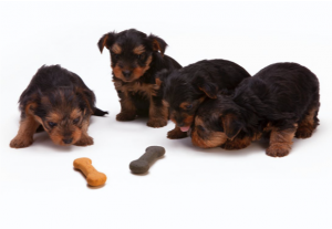 Dog Treats in Bulk