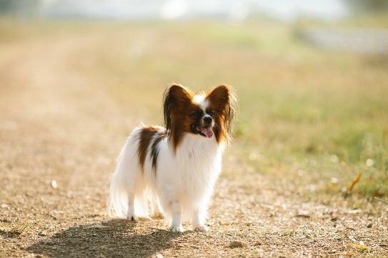 Package Design for Pet Products