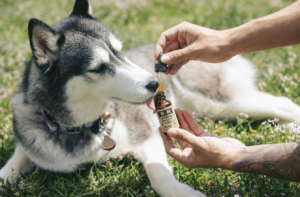 Does CBD Help Pets