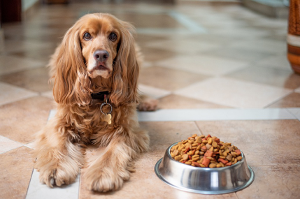 Dog Food Manufacturing Process