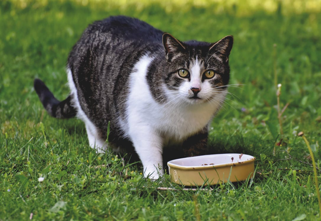 Best Cat Food Manufacturing Companies