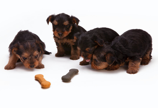 Private label shop dog treats manufacturers