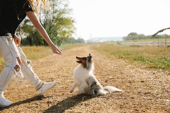 Types of Dog Treats | USA MFG