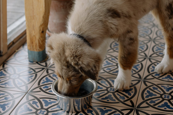 Dog manufacturers sales