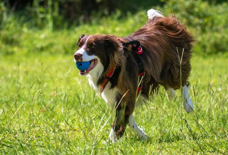 Types of pet supplements