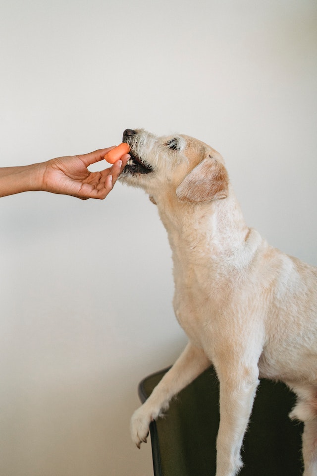 Natural pet treats for pets