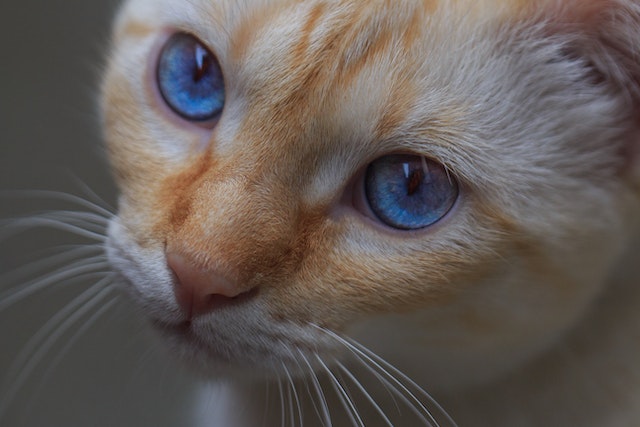Best pet supplement mfg USA