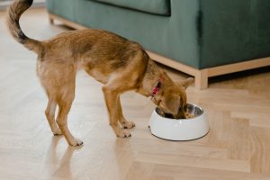 Healthy Pet Food and Treats