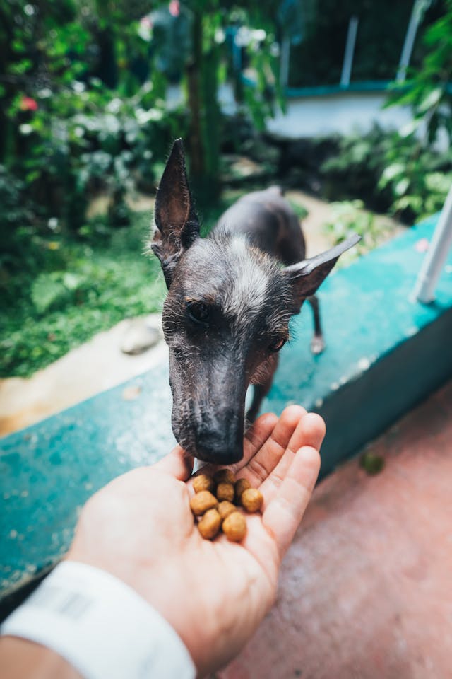 Sourcing Quality Ingredients for Animal Product Manufacturing