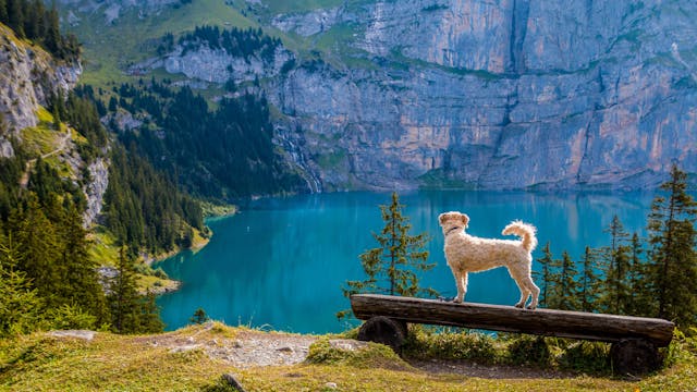 Environmental Responsibility in Pet Product Manufacturing