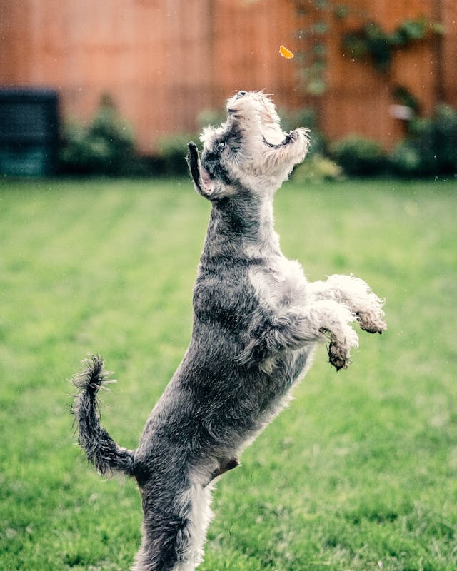 Creating Private Label Soft Chews for Pets with a Contract Manufacturer