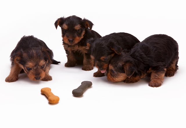 Custom Formulation Services pet products USA