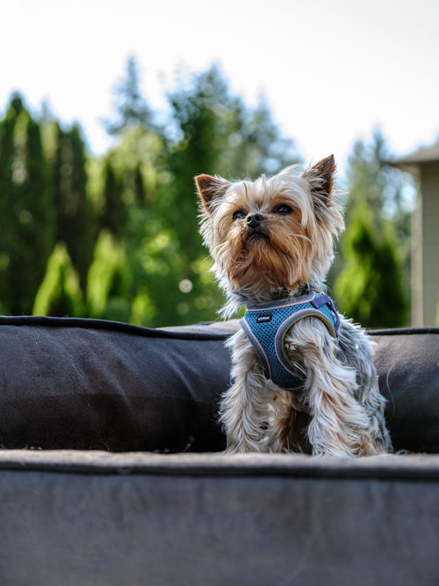 Sustainable Manufacturing for Eco-Friendly Pet Products